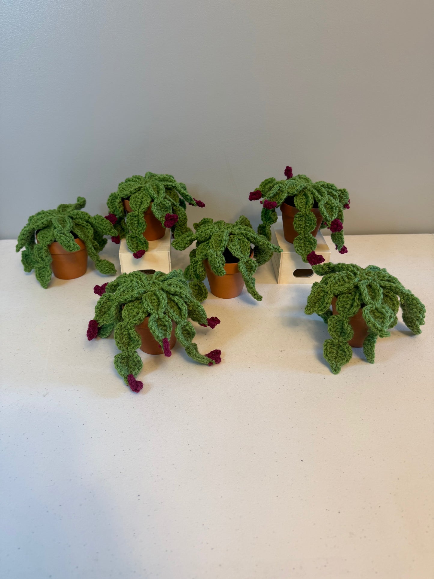 Christmas Cactus