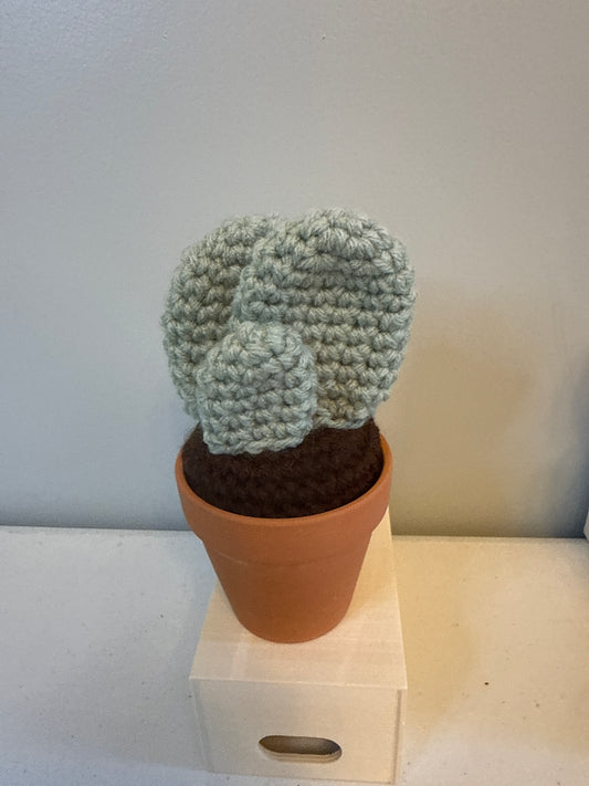 Tri Flat Cactus