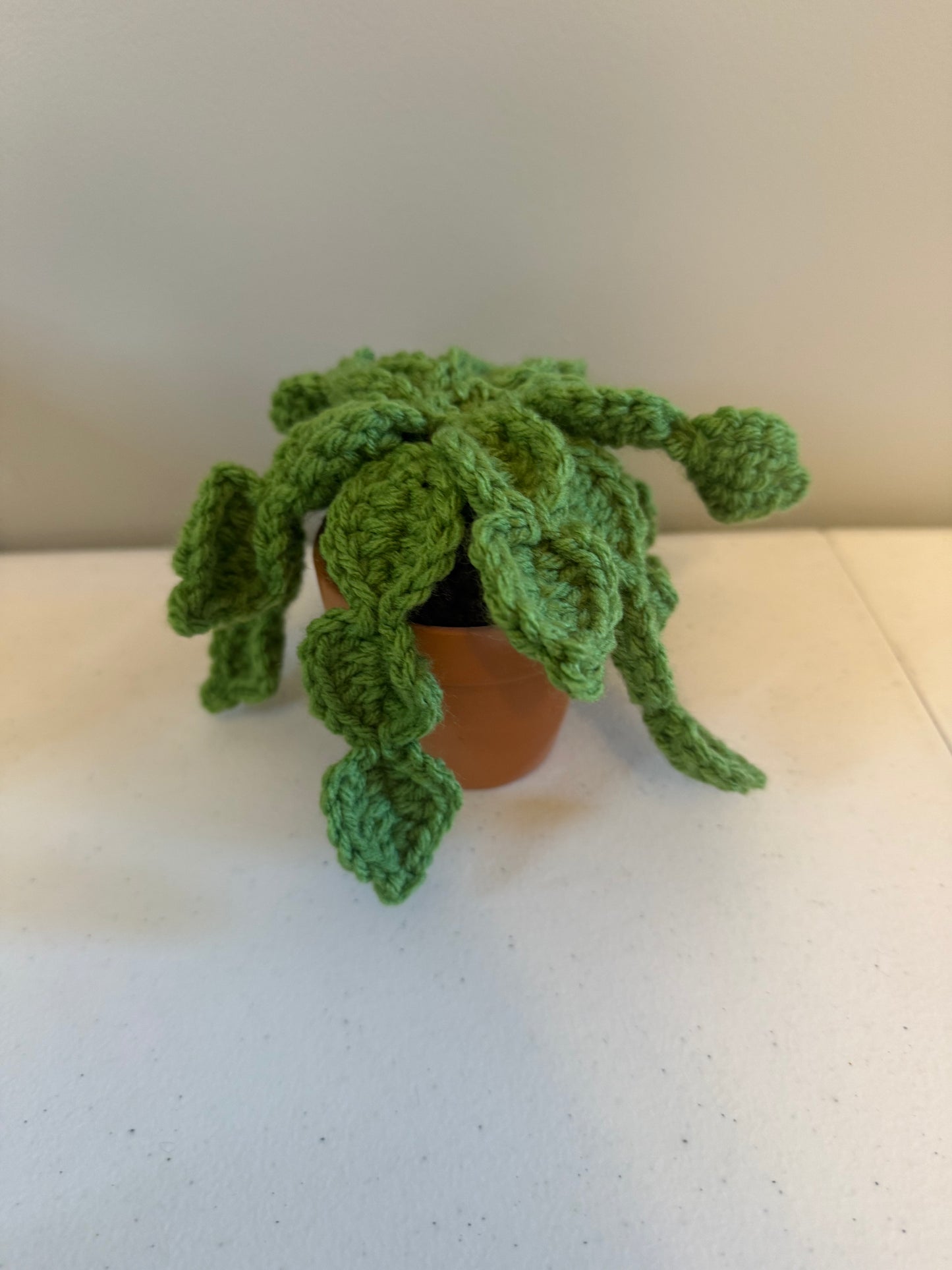 Christmas Cactus