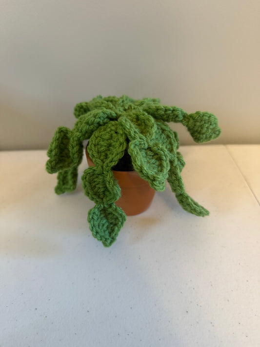 Christmas Cactus