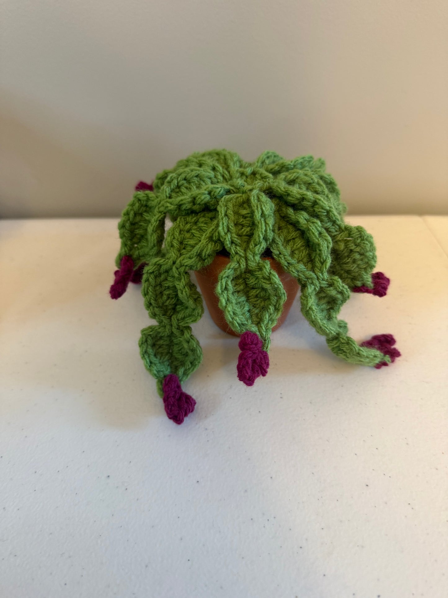 Christmas Cactus