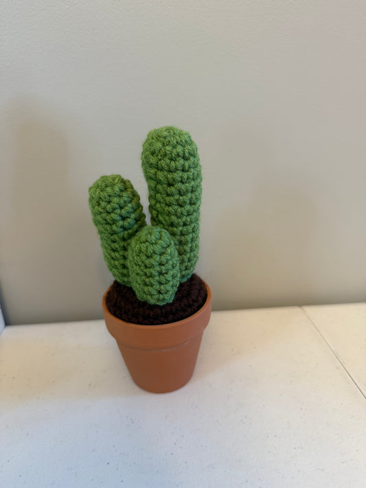 Tri Round Cactus