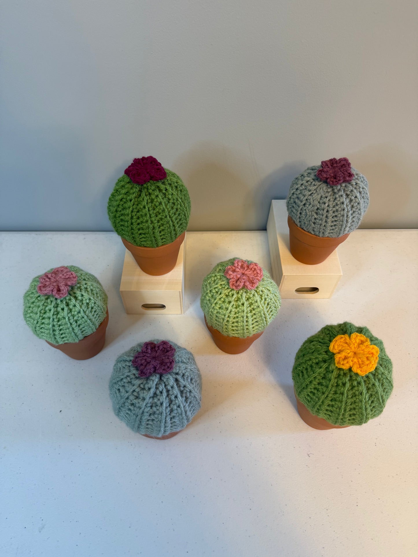 Puff Cactus